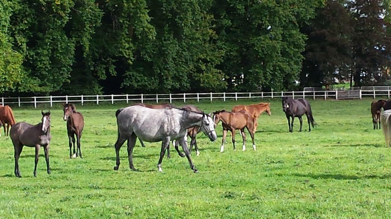 Gites De La Maison Du Haras โบรอง-ออง-นูจ ภายนอก รูปภาพ